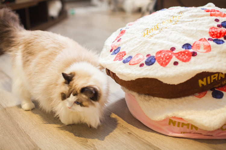 Cake cat hot sale bed