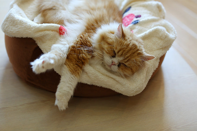 Cute Fruit Frosted Cake Plush Sleeping Cat Bed