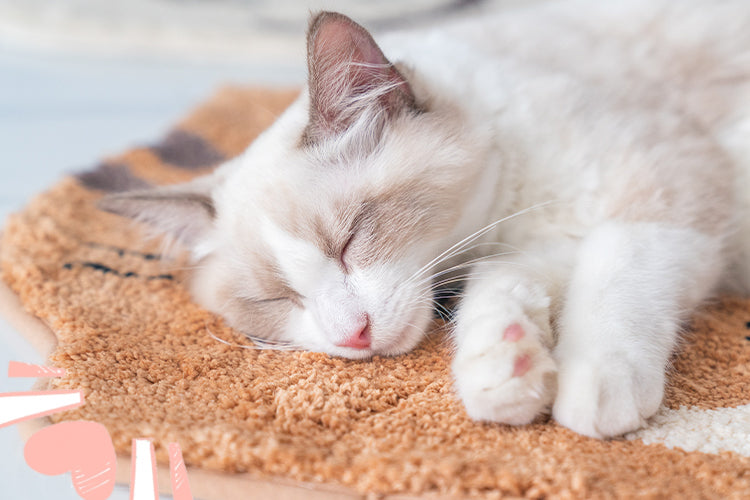 Low-pile Non-slip Thick Washable Cat Sleeping Mat