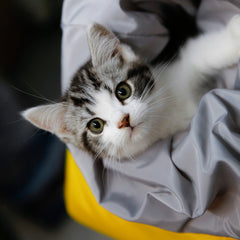 Padded Pet Sling / Padding Pet Travel Carrier
