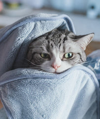 Pet Glove Towel Super Soft Pet Bath Towel